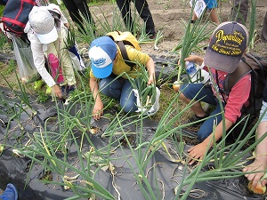 田植え