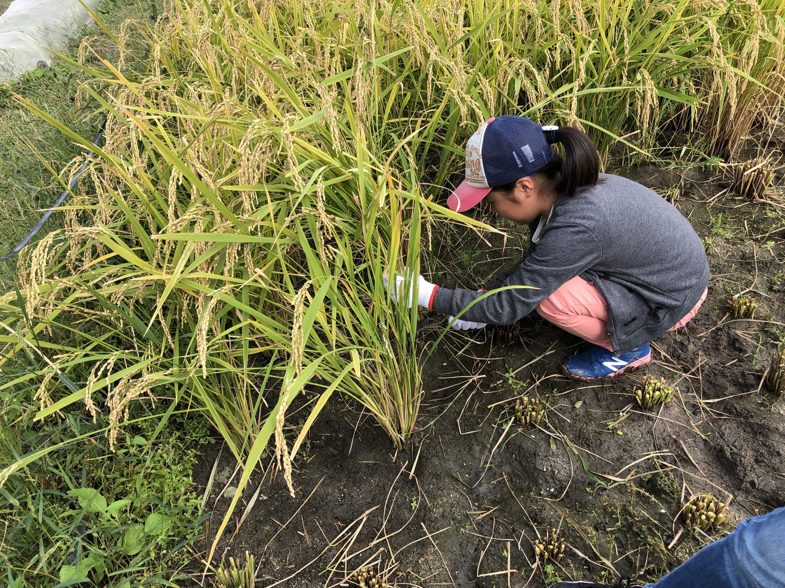 稲刈り