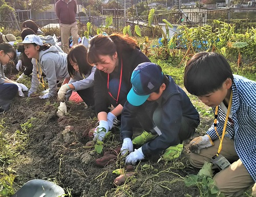 芋ほり