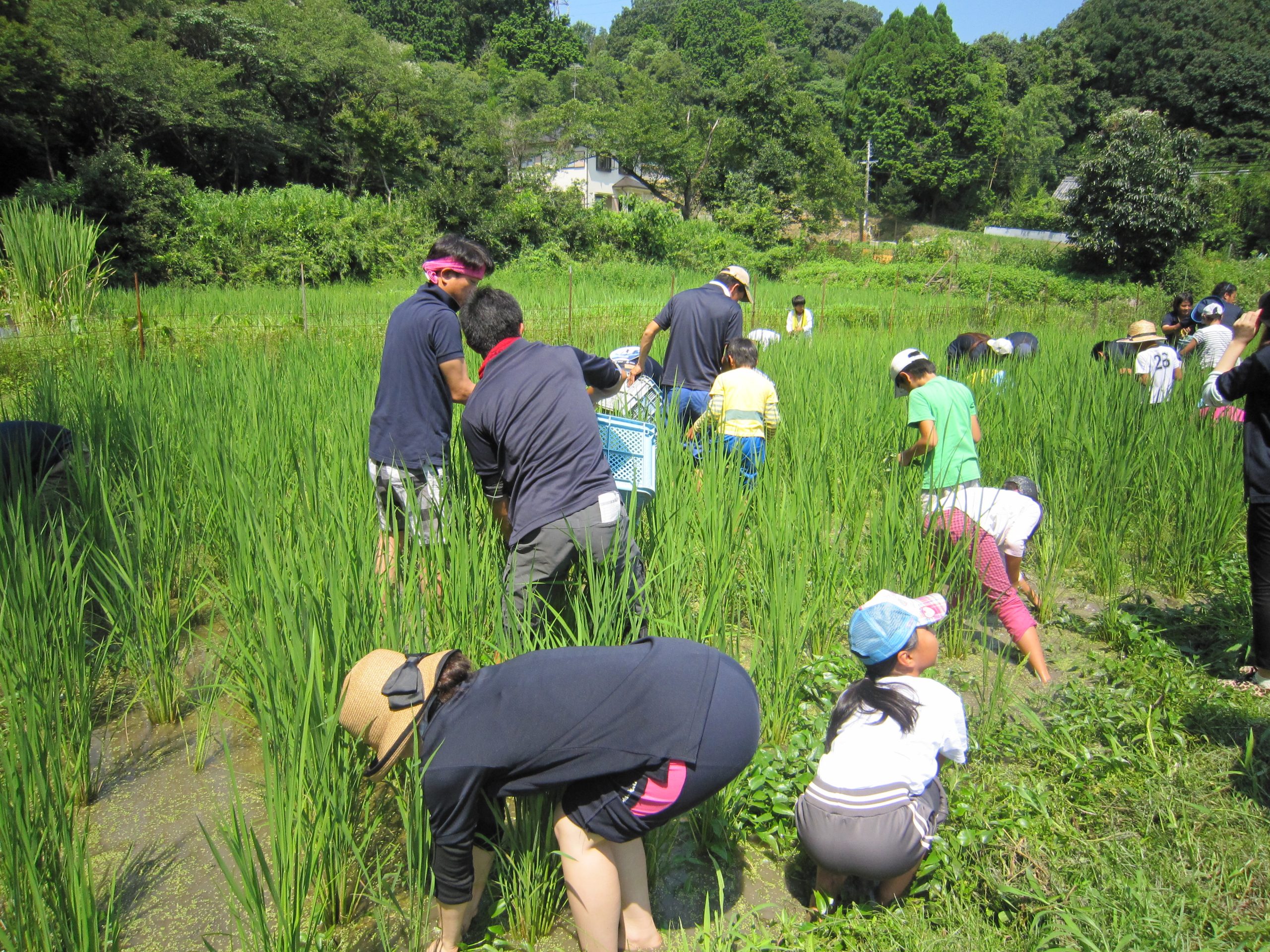 雑草抜き