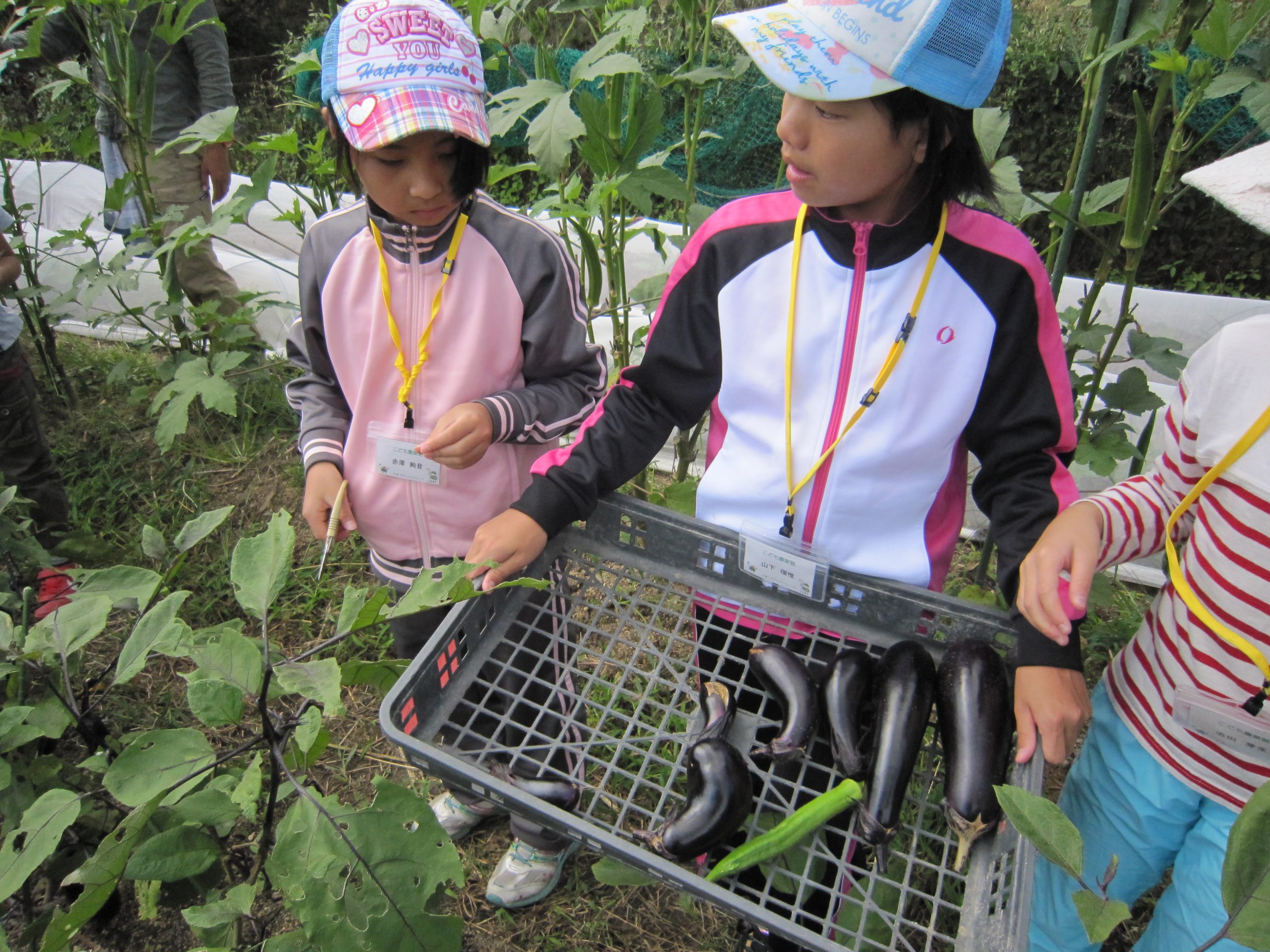 野菜収穫