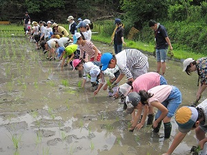 玉ねぎの収穫