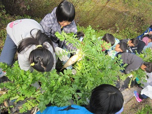 大根収穫