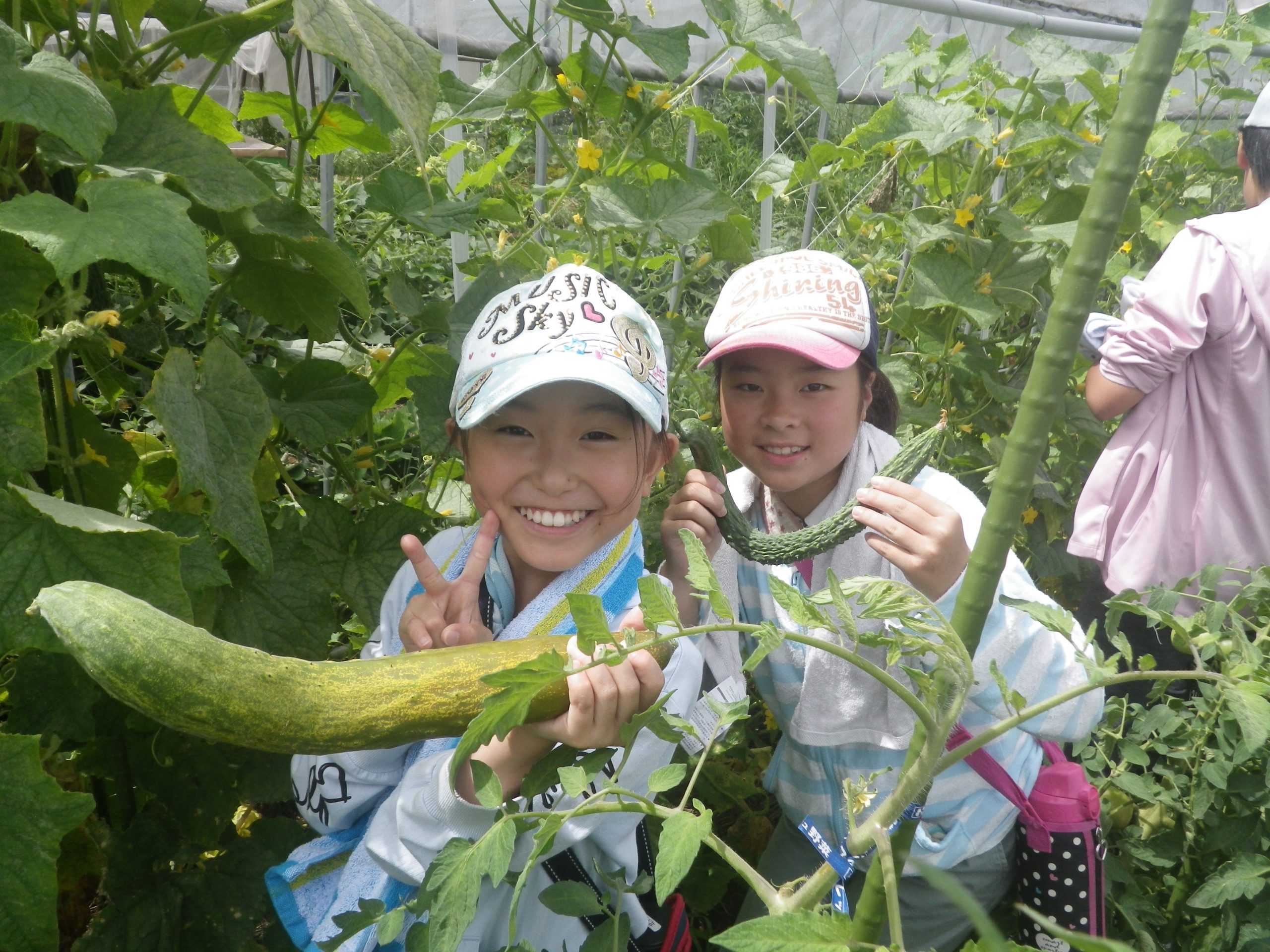 野菜の収穫