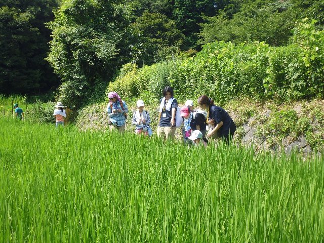 田んぼ観察