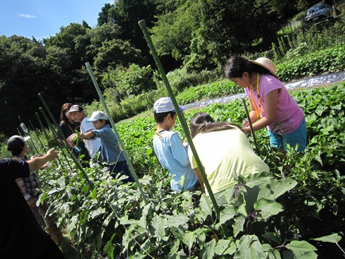 野菜収穫