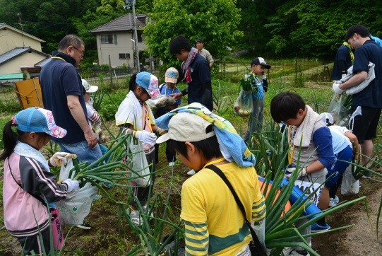 野菜の収穫