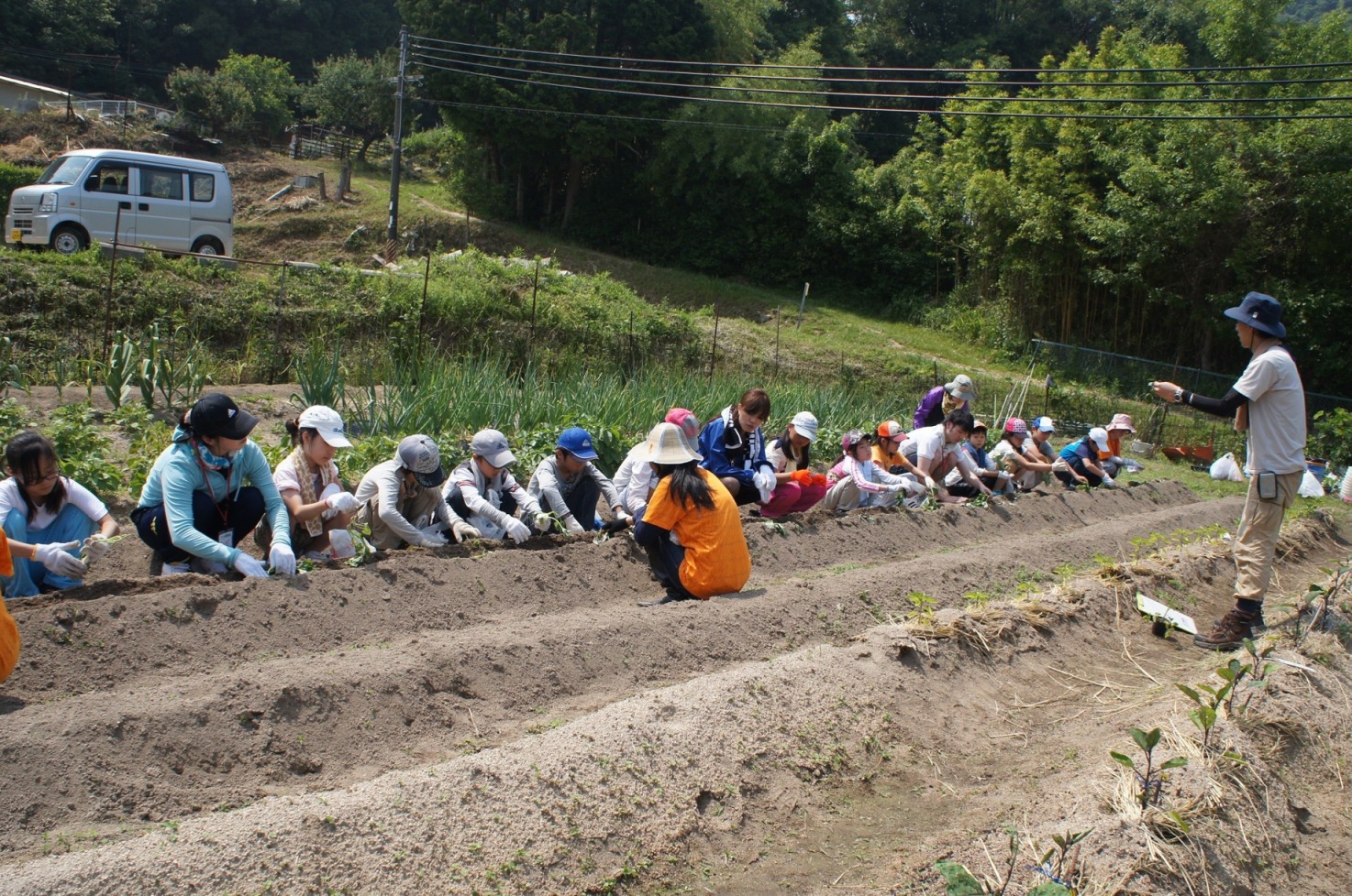 野菜の植え付け