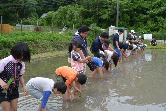 田植え